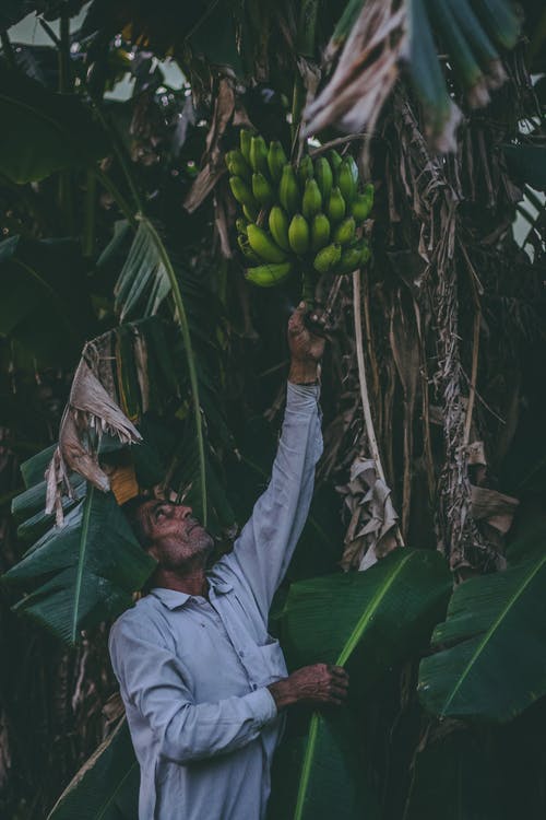 香蕉水果达人 · 免费素材图片