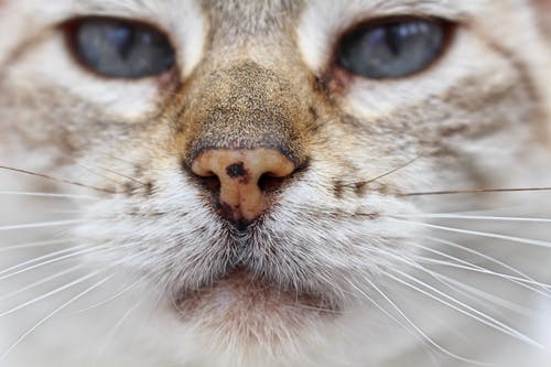 猫脸 · 免费素材图片
