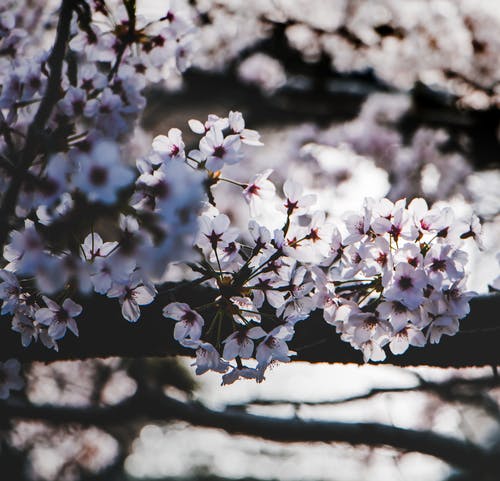 白花树选择性聚焦摄影 · 免费素材图片