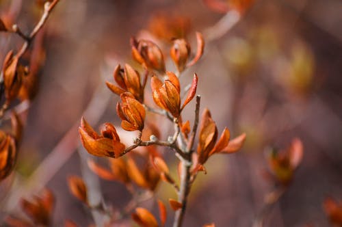 橙花瓣花的选择性聚焦摄影 · 免费素材图片