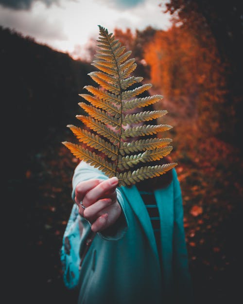 一个女人抱着蕨的摄影 · 免费素材图片