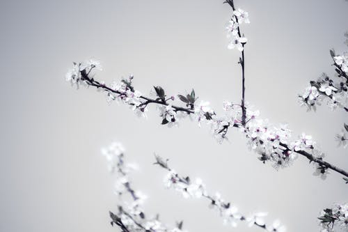 花盛开的特写摄影 · 免费素材图片