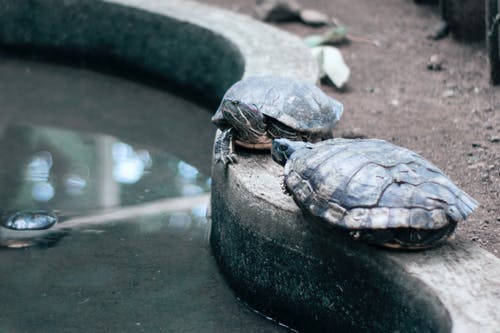 海龟 · 免费素材图片