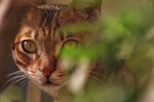 棕色虎斑猫的选择性焦点照片 · 免费素材图片