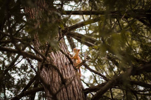 松鼠在树干上的选择性焦点照片 · 免费素材图片