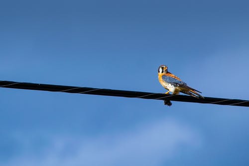 蓝色和橙色鸟在绳子上 · 免费素材图片