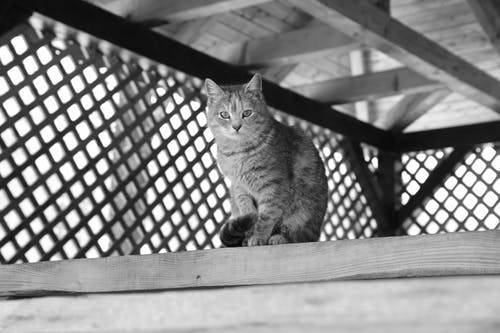 坐在木板上的猫的灰度摄影 · 免费素材图片