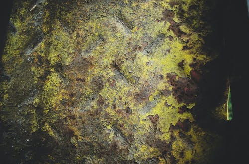 绿色和棕色的苔藓 · 免费素材图片