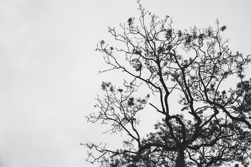 枯树的剪影照片 · 免费素材图片