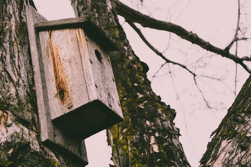 棕色木制鸟屋在树上 · 免费素材图片