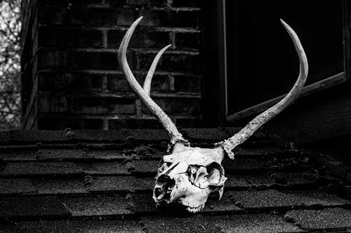 头骨与鹿角的灰度照片 · 免费素材图片