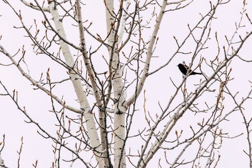 灰色的裸树上的黑鸟 · 免费素材图片