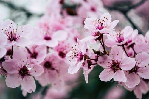 粉红色的花瓣花朵特写照片 · 免费素材图片