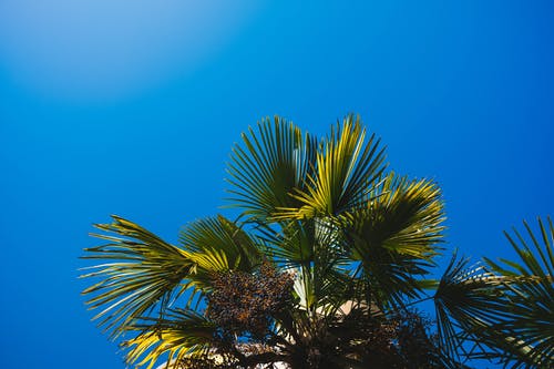 棕榈叶的低角度摄影 · 免费素材图片