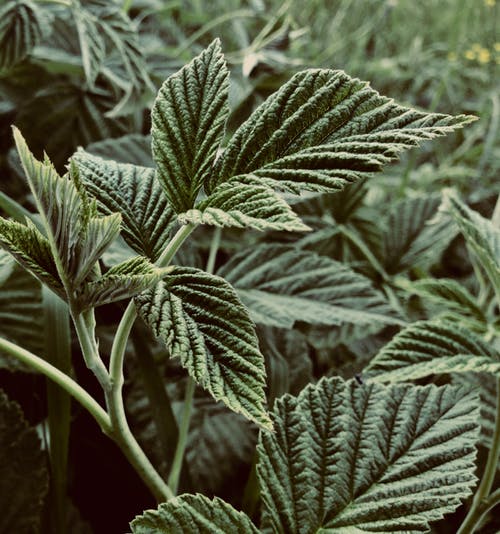 绿叶浅焦点摄影 · 免费素材图片