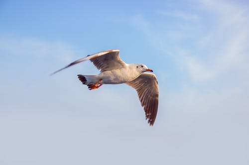 白海鸥在蓝天下飞翔的照片 · 免费素材图片