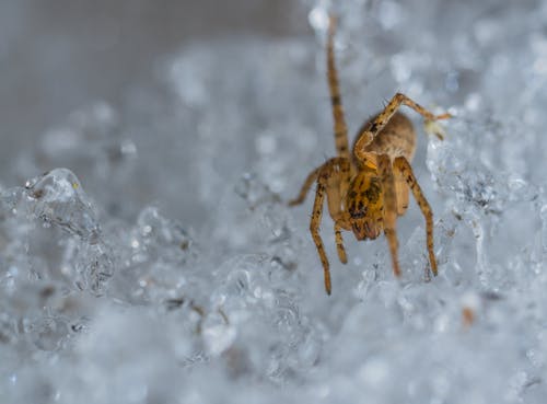 棕色蜘蛛的选择性聚焦摄影 · 免费素材图片