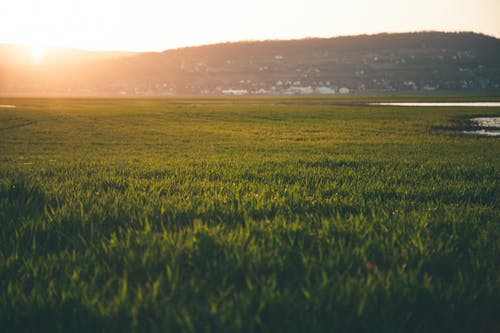在太阳升起的绿草田 · 免费素材图片