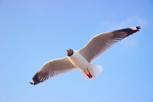 会飞的鸟的特写摄影 · 免费素材图片