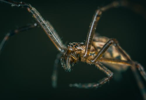 棕色蜘蛛的微距摄影 · 免费素材图片