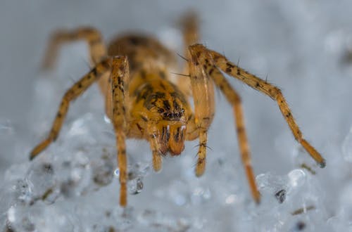 棕色和黑色lyn蜘蛛的特写照片 · 免费素材图片