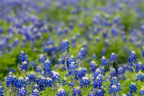 德克萨斯州矢车菊的领域 · 免费素材图片