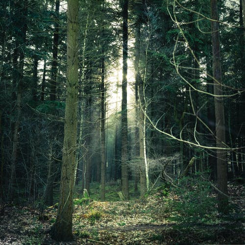 的照片森林 · 免费素材图片