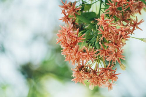 白色和红色的花瓣花的选择性摄影 · 免费素材图片