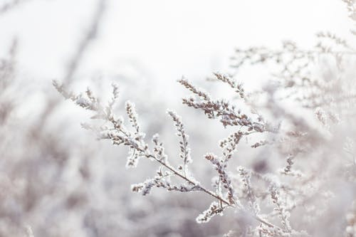 白色花瓣植物的选择性聚焦摄影 · 免费素材图片