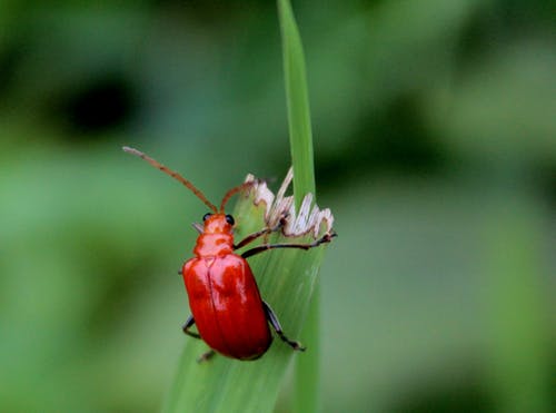 红甲虫栖息在绿叶上 · 免费素材图片