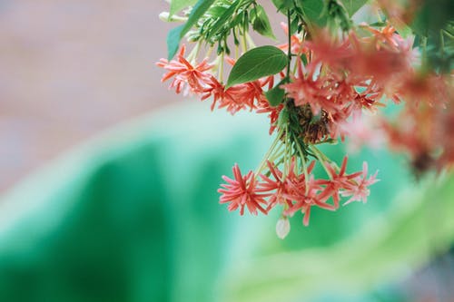粉红色的花瓣花选择性聚焦摄影 · 免费素材图片