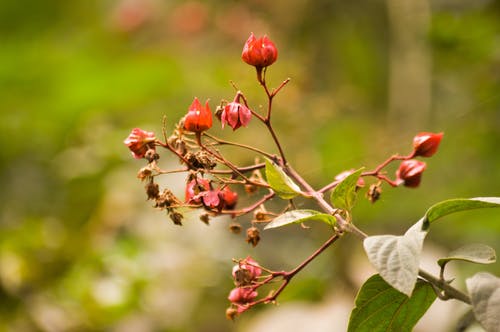 红色花瓣花的选择性聚焦摄影 · 免费素材图片