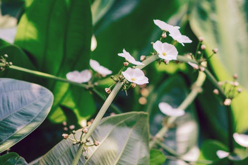 白色的花瓣花的选择性焦点照片 · 免费素材图片