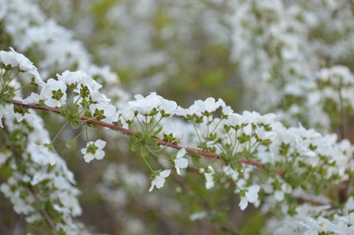 白色花瓣花的照片 · 免费素材图片