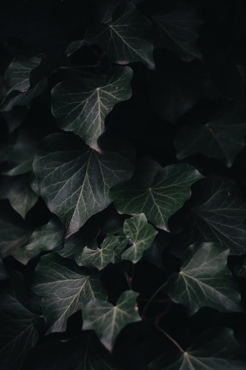 绿叶植物摄影 · 免费素材图片