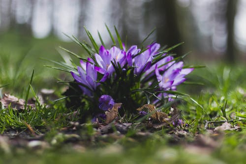草附近的紫色花的选择性聚焦摄影 · 免费素材图片