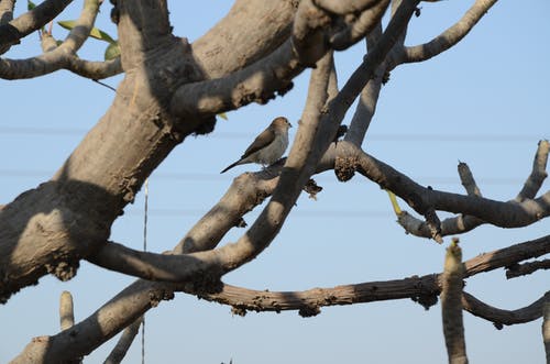 棕色鸟在树枝上 · 免费素材图片