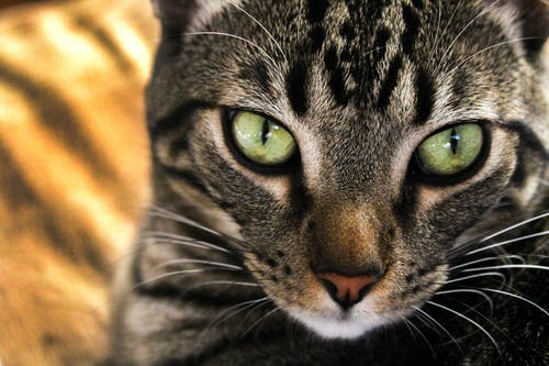 灰色和黑猫的特写摄影 · 免费素材图片