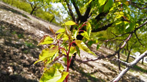 绿叶植物的选择重点 · 免费素材图片