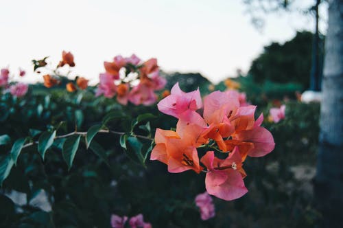 桃红色九重葛花的选择聚焦摄影 · 免费素材图片