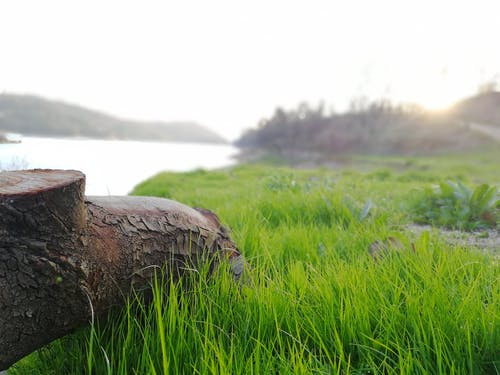 绿草田附近的棕色树干的选择性聚焦摄影 · 免费素材图片