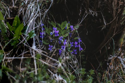 叶子附近的紫色花的照片 · 免费素材图片