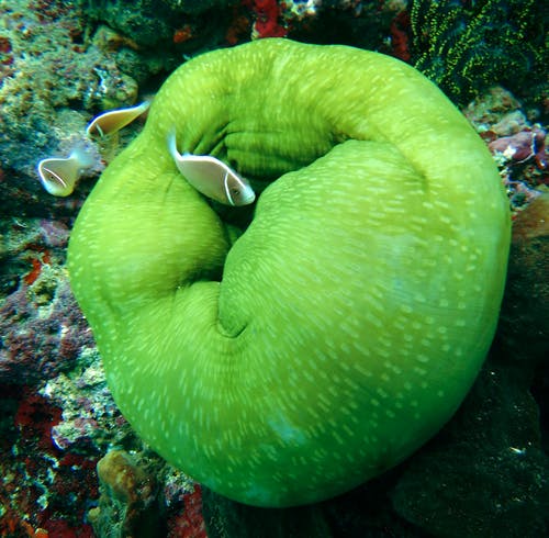 棕色水族馆鱼 · 免费素材图片