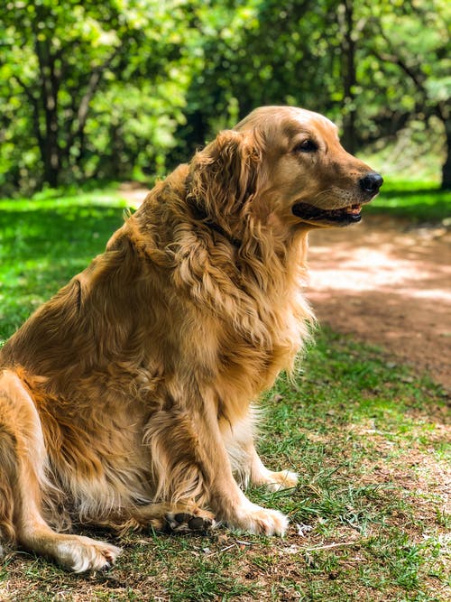 坐在草地上的成年金毛寻回犬 · 免费素材图片