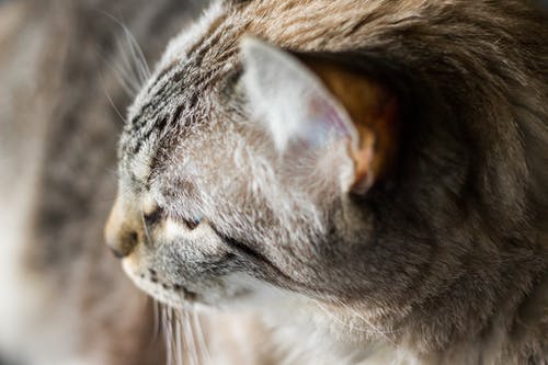 虎斑猫的特写摄影 · 免费素材图片