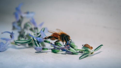 蜜蜂在蓝色花瓣上 · 免费素材图片