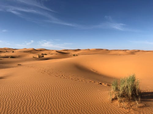 撒哈拉沙漠上的绿草 · 免费素材图片