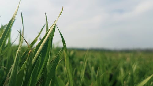 绿草田浅焦点摄影 · 免费素材图片