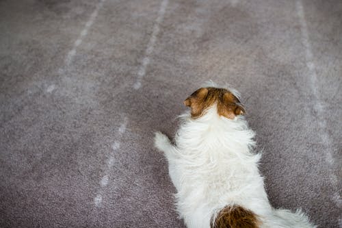 中等涂层的棕褐色和白色狗容易躺在灰色的地板上 · 免费素材图片