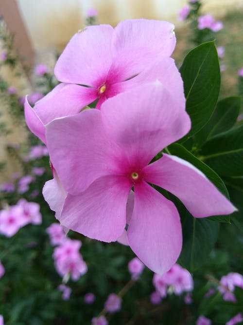 粉色花朵的倾斜移位镜头摄影 · 免费素材图片